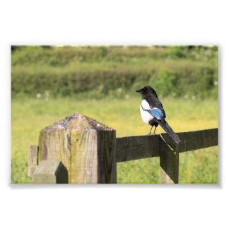 Magpie Photo Print