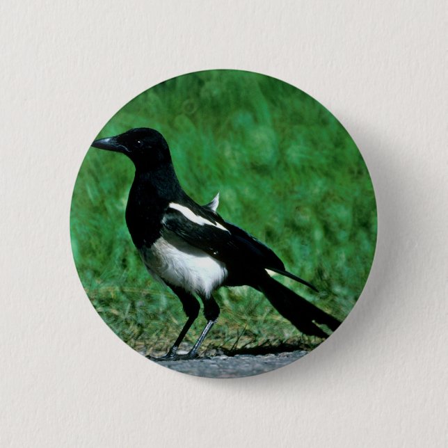 Magpie Pinback Button (Front)