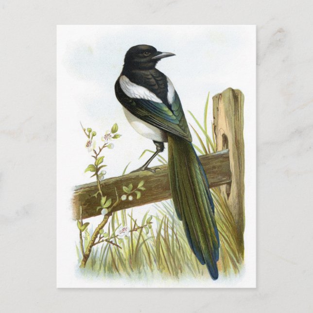 Magpie Postcard (Front)