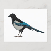 Magpie