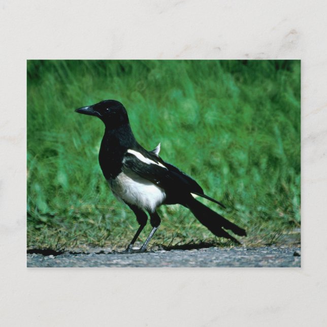 Magpie Postcard (Front)