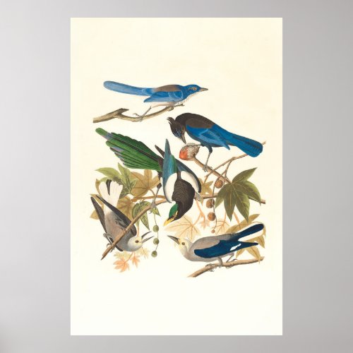Magpies Jays and Crows Animal Wildlife Bird  Poster