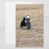 MAGPIES RURAL QUEENSLAND AUSTRALIA (Front/Back)
