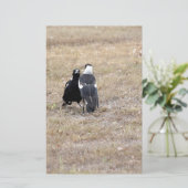 MAGPIES RURAL QUEENSLAND AUSTRALIA (Standing Front)
