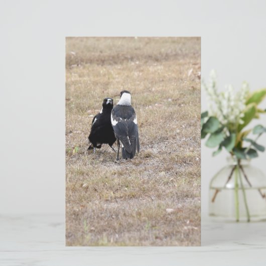 MAGPIES RURAL QUEENSLAND AUSTRALIA (Standing Front)