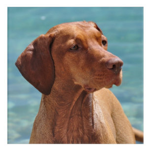 Magyar Vizsla Dog Acrylic Print