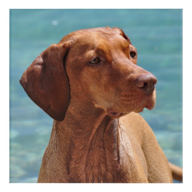 Magyar Vizsla Dog Acrylic Print (Front)