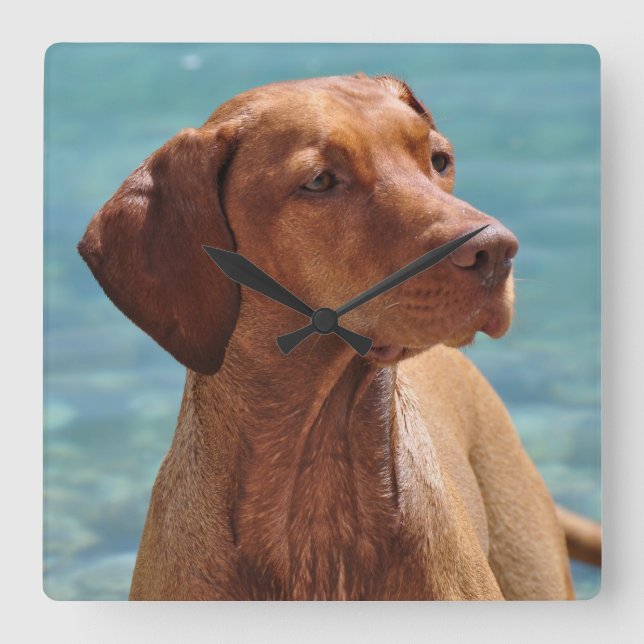 Magyar Vizsla Dog Square Wall Clock (Front)
