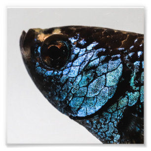 Mahachai Betta Fish Photo Print