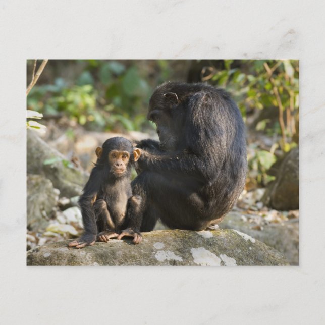 Mahale Mountains National Park, Tanzania Postcard (Front)