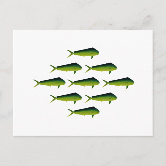 Mahi Mahi Fish - Dolphin - Dorado Postcard (Front)
