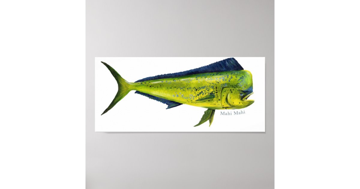 MahiMahi fish poster Zazzle