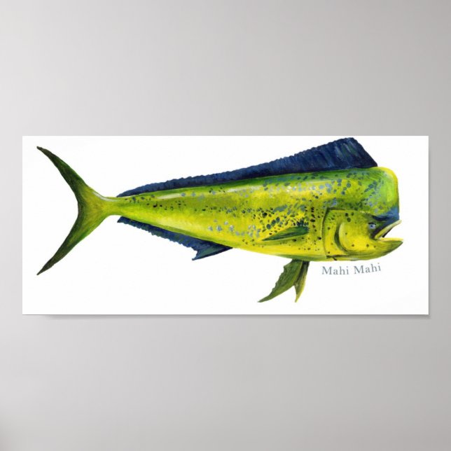 Mahi-Mahi fish poster (Front)
