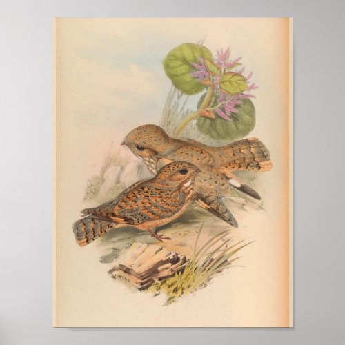 Mahratta Sykes Nightjar Vintage Bird Art Print