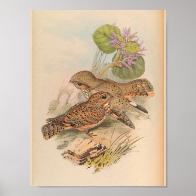 Mahratta Sykes Nightjar Vintage Bird Art Print (Front)