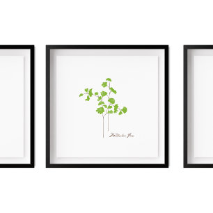 Maidenhair Fern Illustration    Fern Series Poster