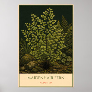 Maidenhair Fern – Vintage Botanical Illustration Poster