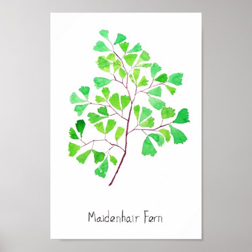 maidenhair fern watercolor  poster