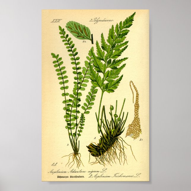 Maidenhair Spleenwort (Asplenium trichomanes) Poster (Front)