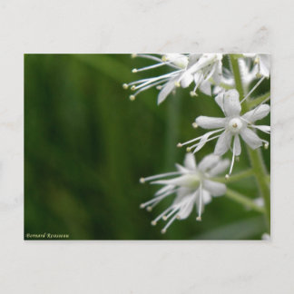 Maïenthème du Canada Postcard