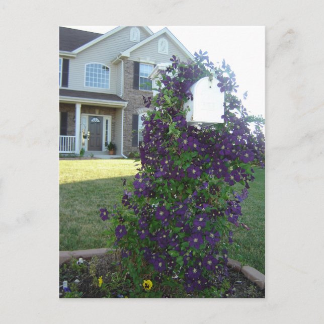 Mailbox and Clematis Postcard (Front)