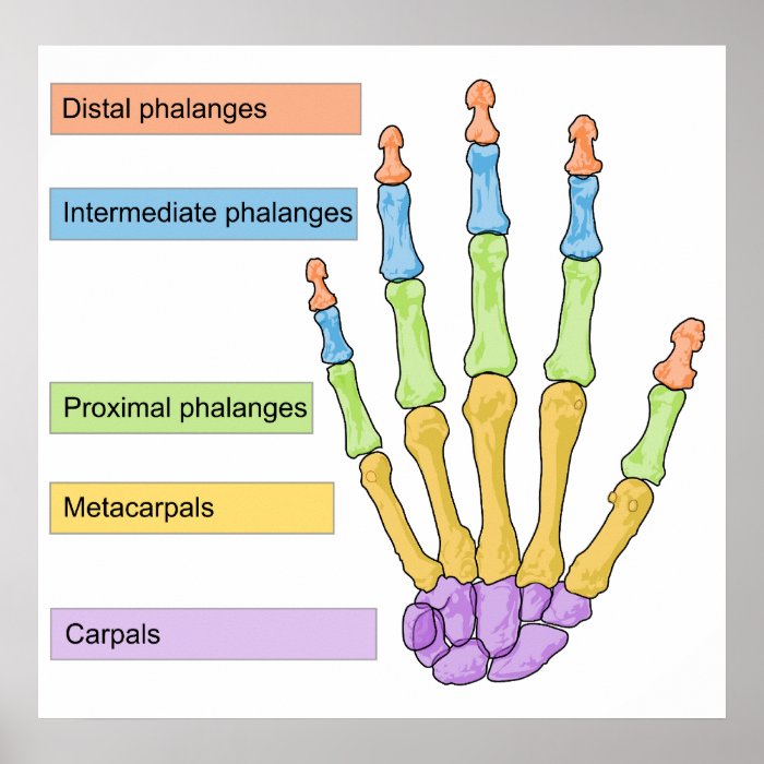 Main Bone Division Chart  of the Right Human Hand Print