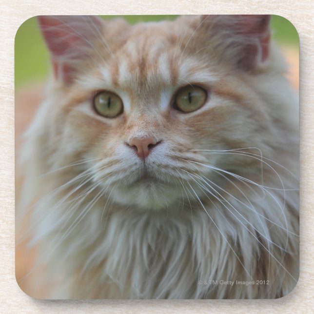Main coon cat drink coaster (Front)