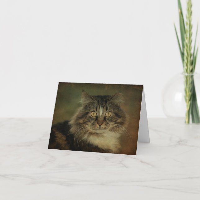 Main Coon Cat Notecard (Front)