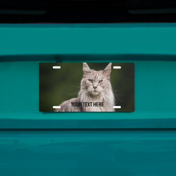 Main Coon  Cat Photo Custom Text License Plate by HasCreations at Zazzle