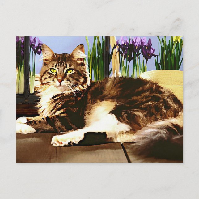Main Coon Cat Postcard (Front)