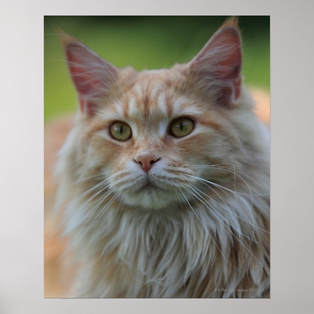 Main coon cat poster (Front)