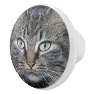 Main Coon Cats Eyes Ceramic Knob