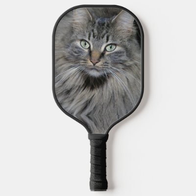 Main Coon Cats Eyes