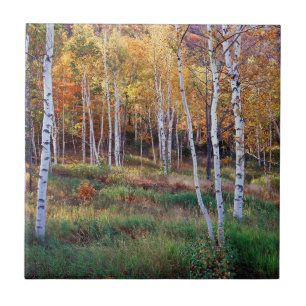 Maine, Acadia National Park, Autumn Ceramic Tile