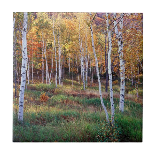 Maine, Acadia National Park, Autumn Ceramic Tile (Front)