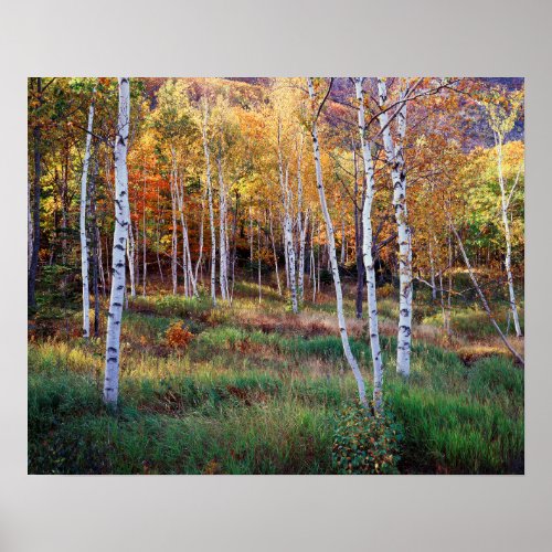 Maine Acadia National Park Autumn Poster