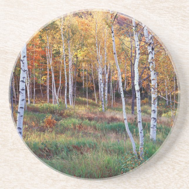 Maine, Acadia National Park, Autumn Sandstone Coaster (Front)