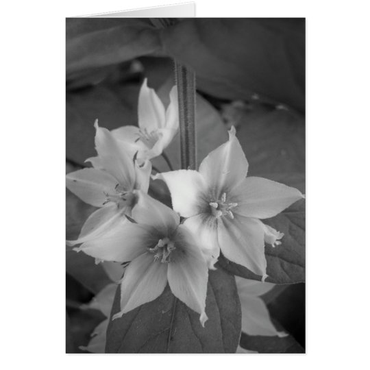 Maine_Black+White_106 Card