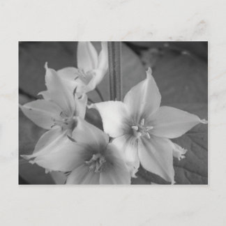 Maine_Black+White_106 Postcard