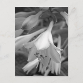 Maine_Black+White_154 Postcard