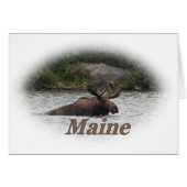 Maine Bull Moose (Front Horizontal)