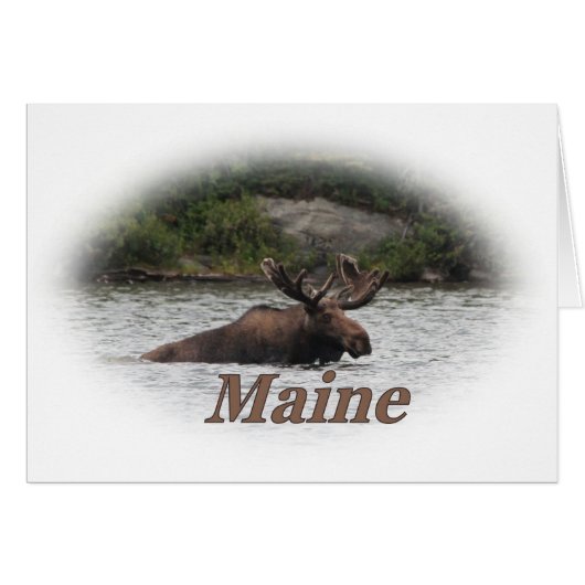 Maine Bull Moose (Front Horizontal)