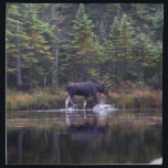 Maine Bull Moose Napkin<br><div class="desc">Bull moose at Sandy Stream Pond in Baxter State Park in Maine</div>