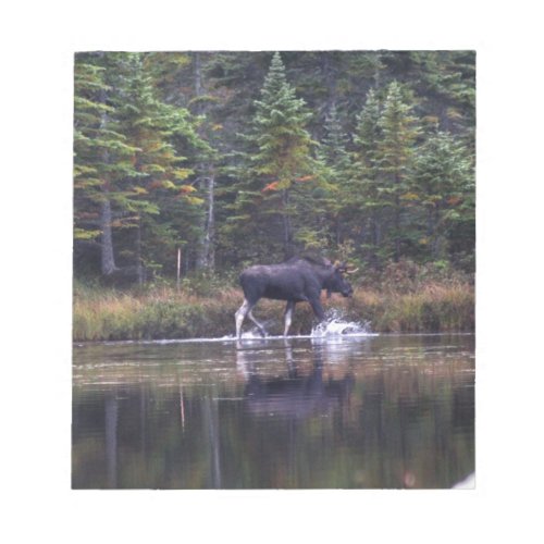 Maine Bull Moose Notepad