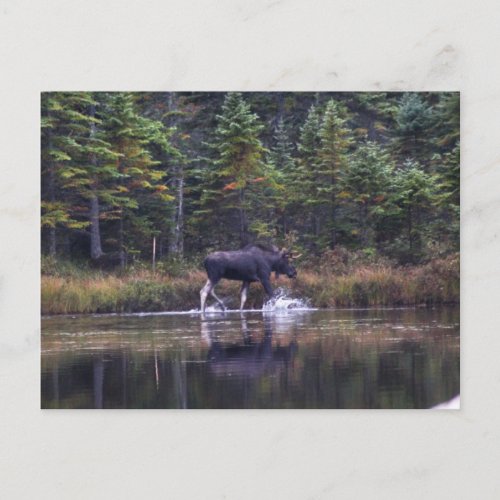 Maine Bull Moose Postcard
