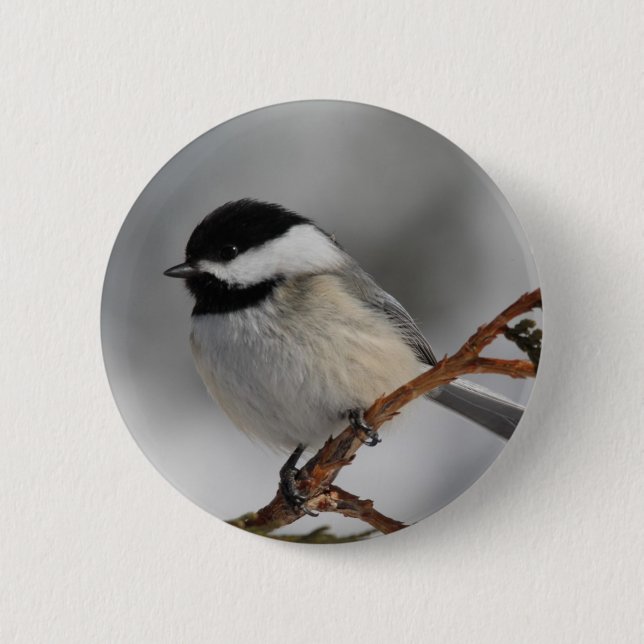 Maine Chickadee Pinback Button (Front)