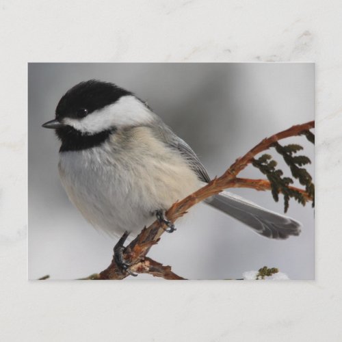 Maine Chickadee Postcard