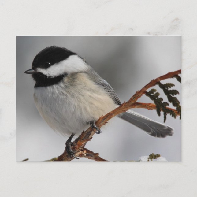 Maine Chickadee Postcard (Front)