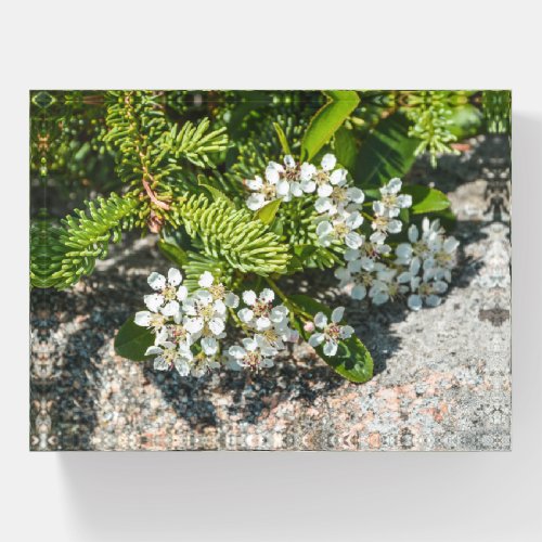 Maine Coast Wildflower Paperweight