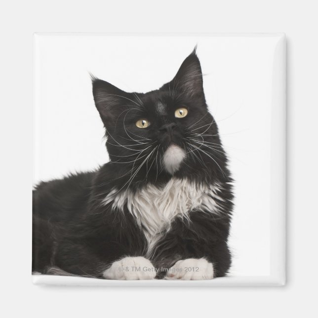 Maine Coon (15 months old) Magnet (Front)